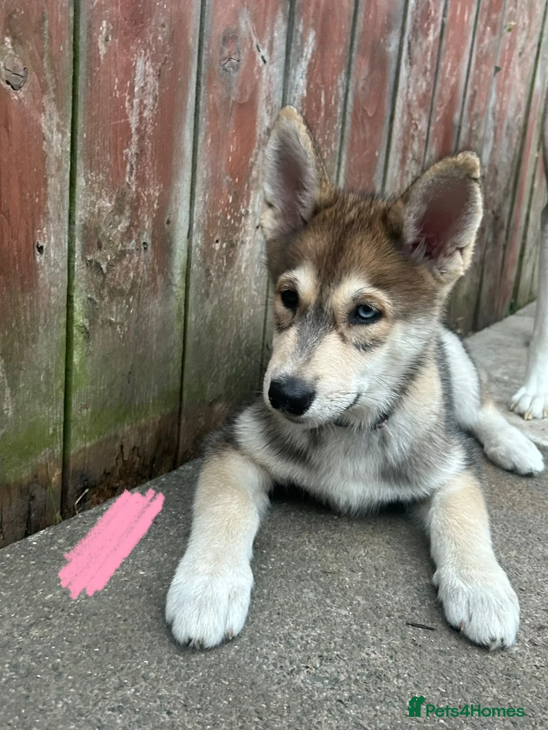 Shepsky dogs for sale: Shepskys - Advert 2