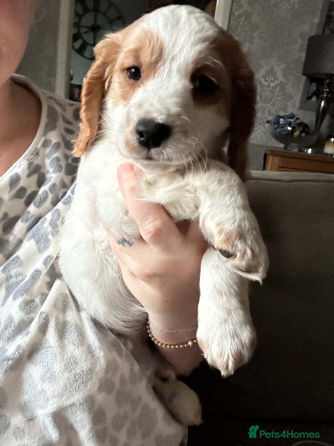Cockapoo dogs for sale: 🐾🐶stunning f1 cockapoo pups for sale🐶🐾  - Advert 4