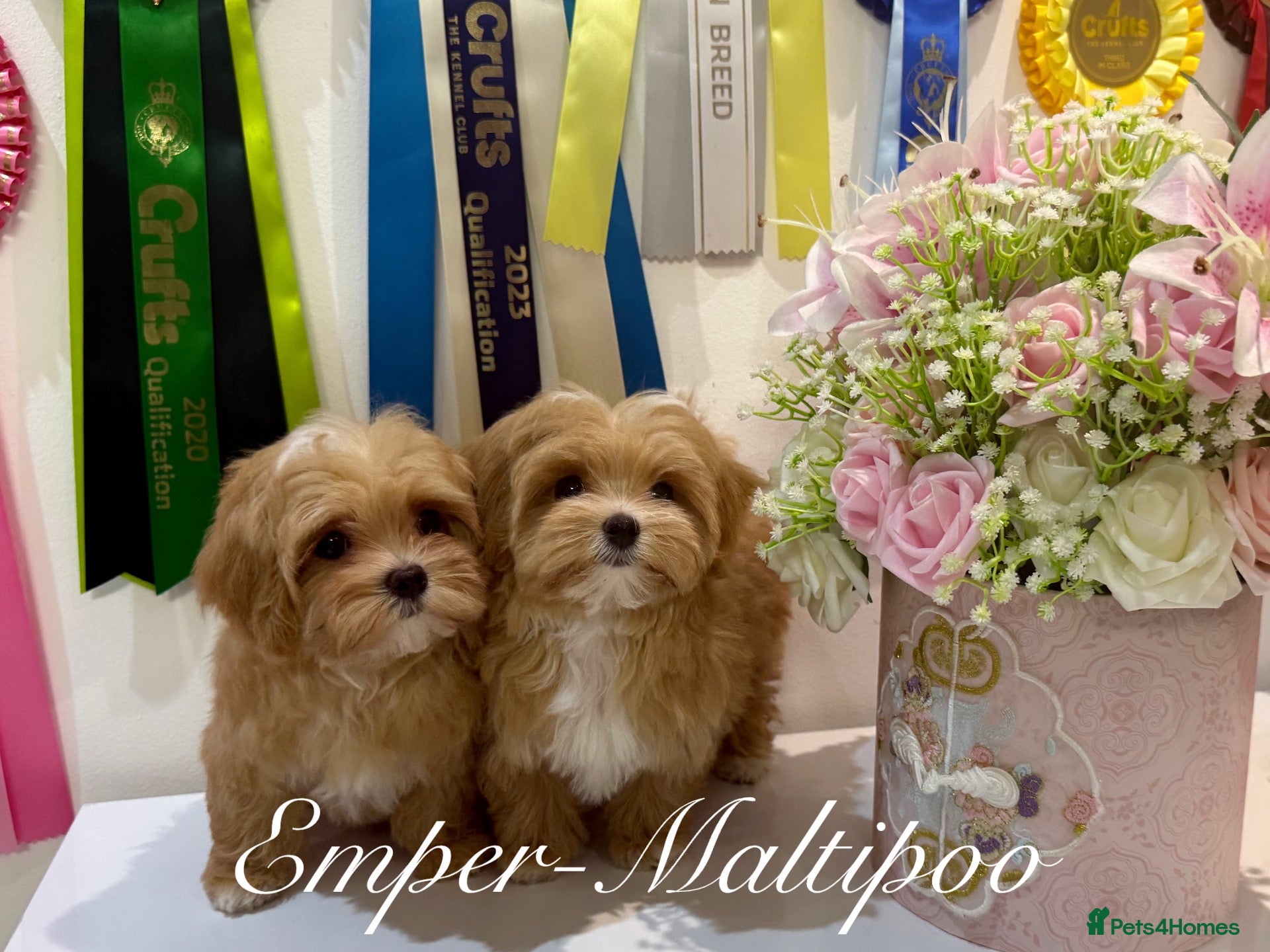 Maltipoo dogs for sale: Tiny teddy Maltipoo- from Asian teddy poodle dad - Advert 3