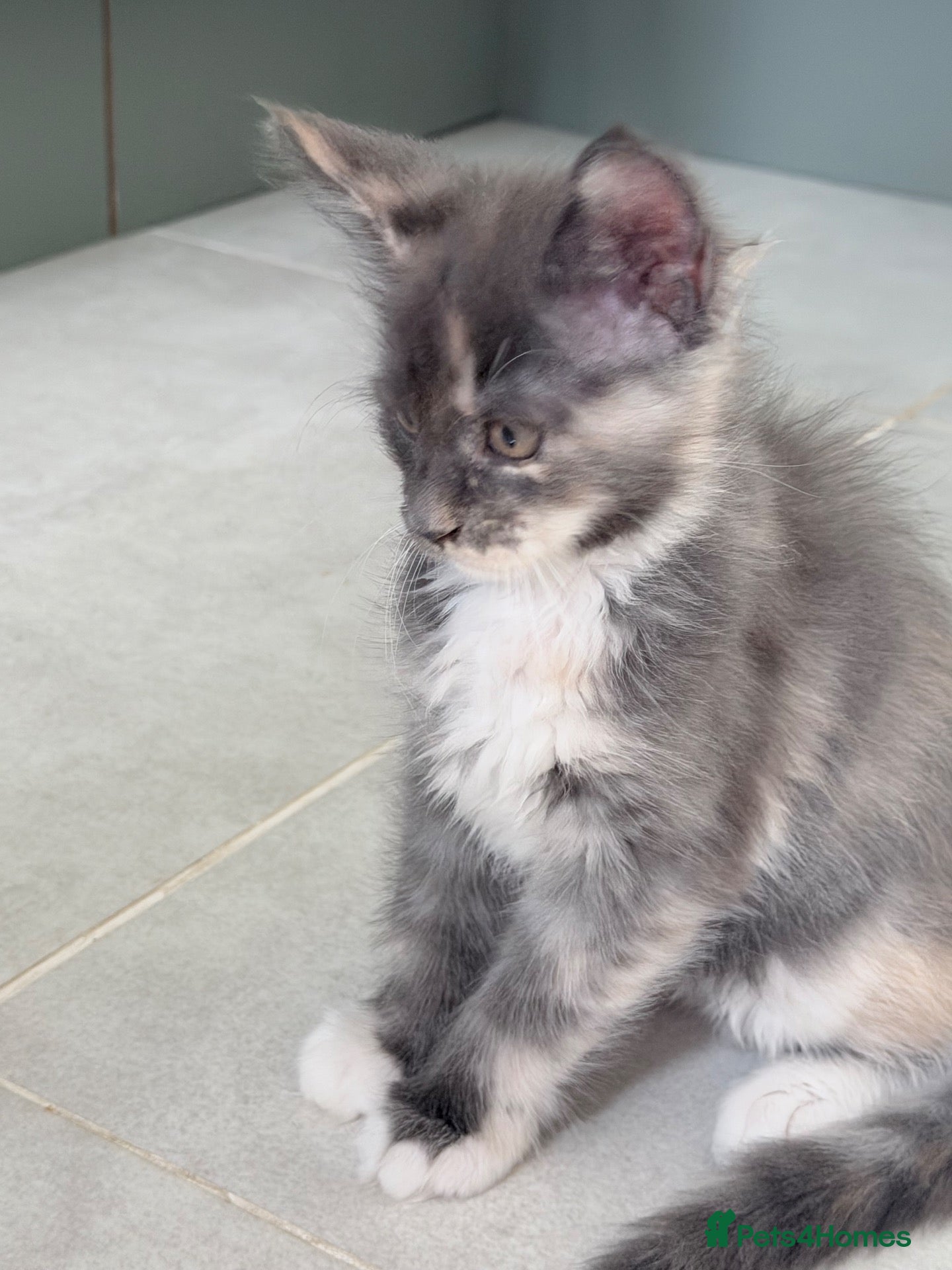 Maine Coon cats Stunning Maine Coon Kittens - Advert 2