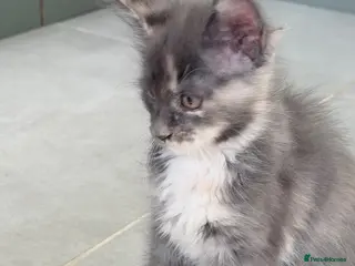 Maine Coon cats Stunning Maine Coon Kittens - Advert 1