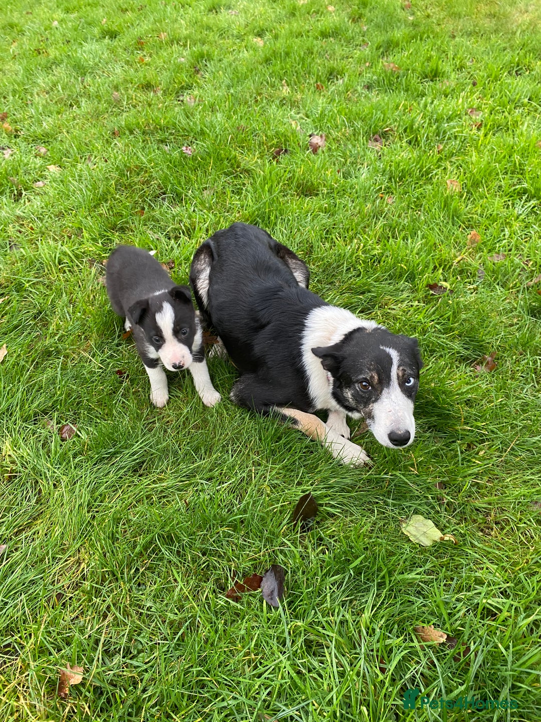 Border Collie dogs for sale: Gorgeous border collie female pup!  - Advert 1