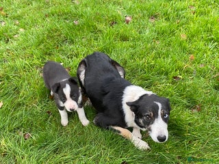 Border Collie dogs Gorgeous border collie female pup! - Advert 2