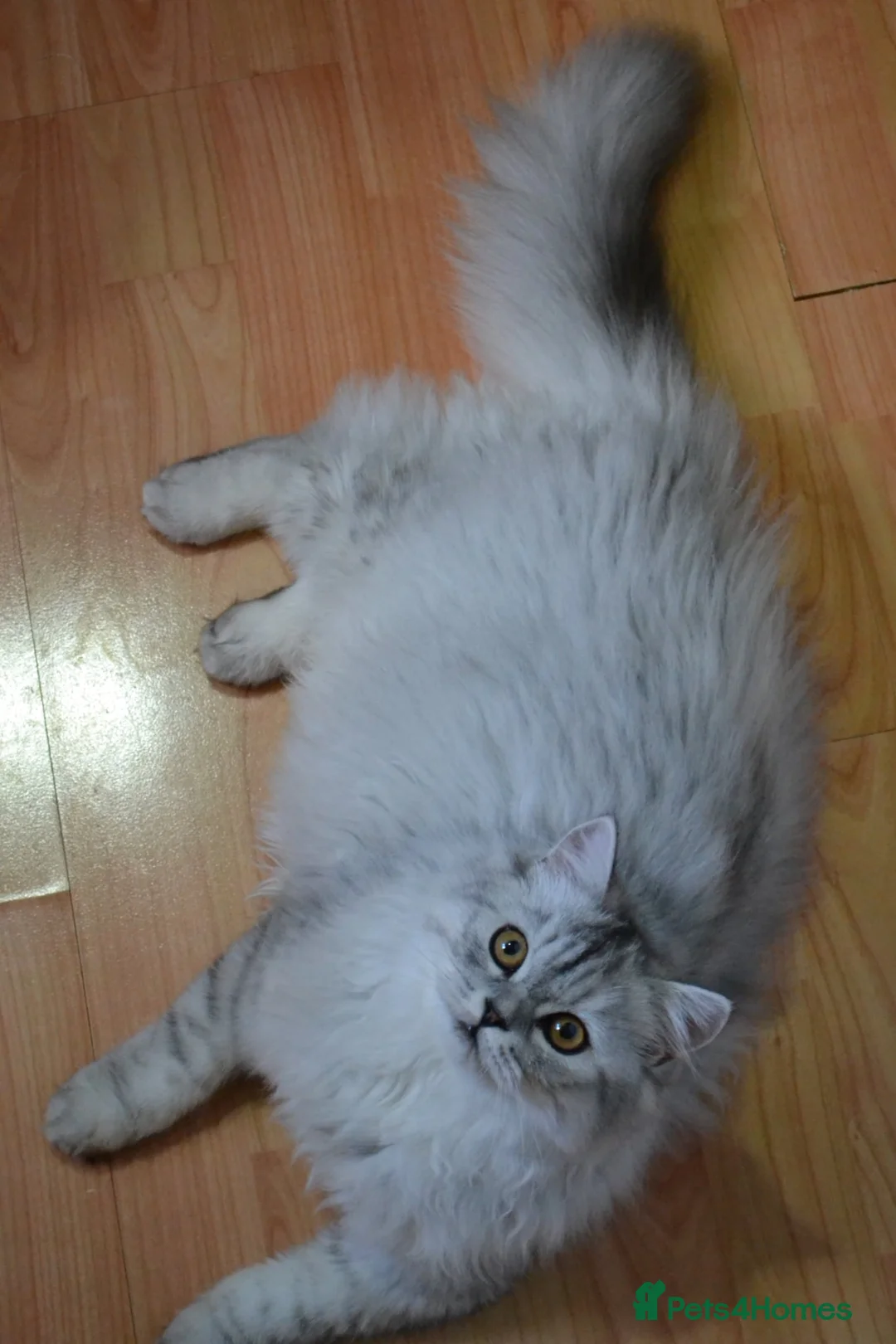 Scottish Fold cats for sale: Scottish fold kittens ❤️ - Advert 11