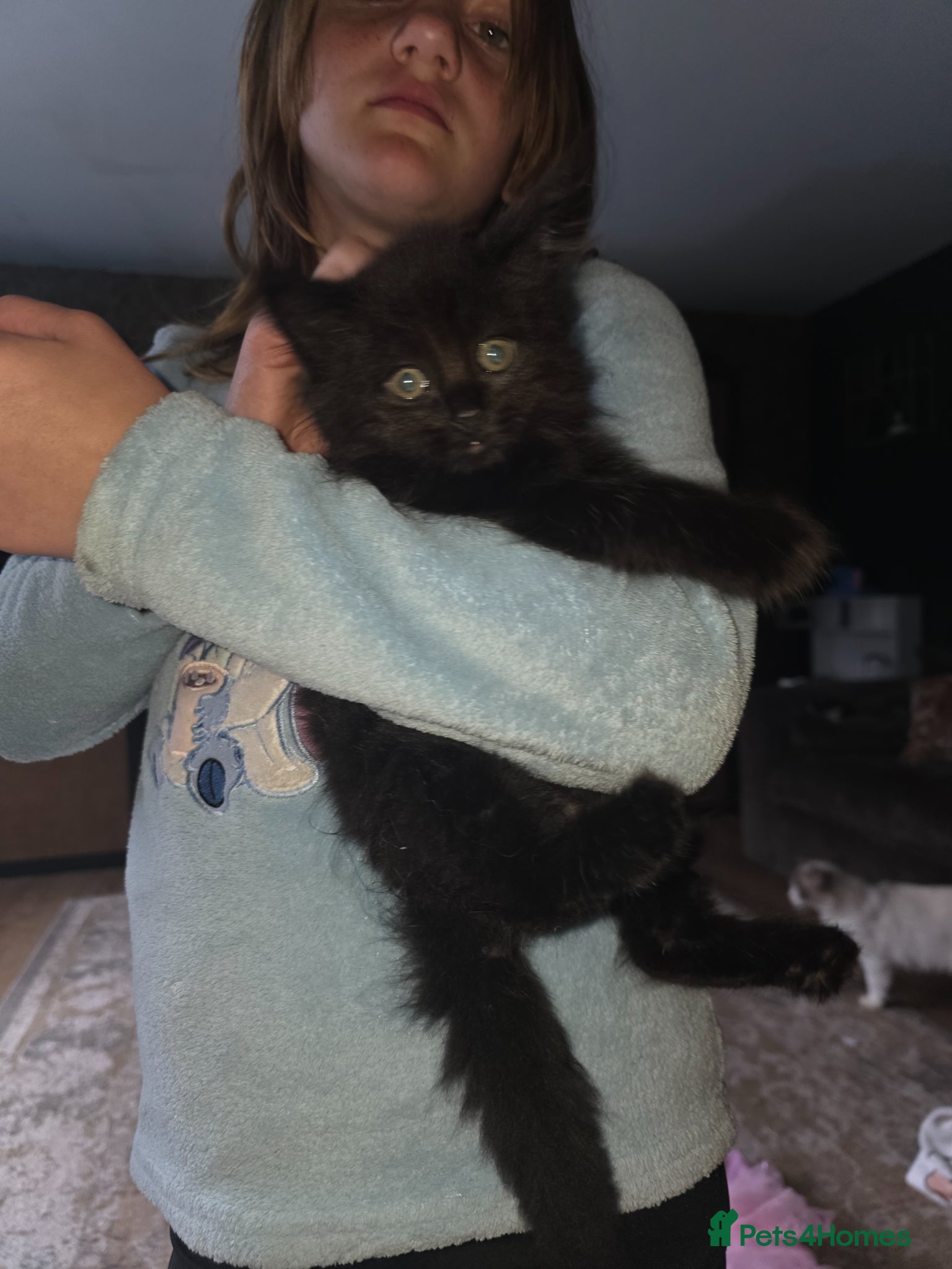 Maine Coon cats Maine×ragdoll - Advert 2