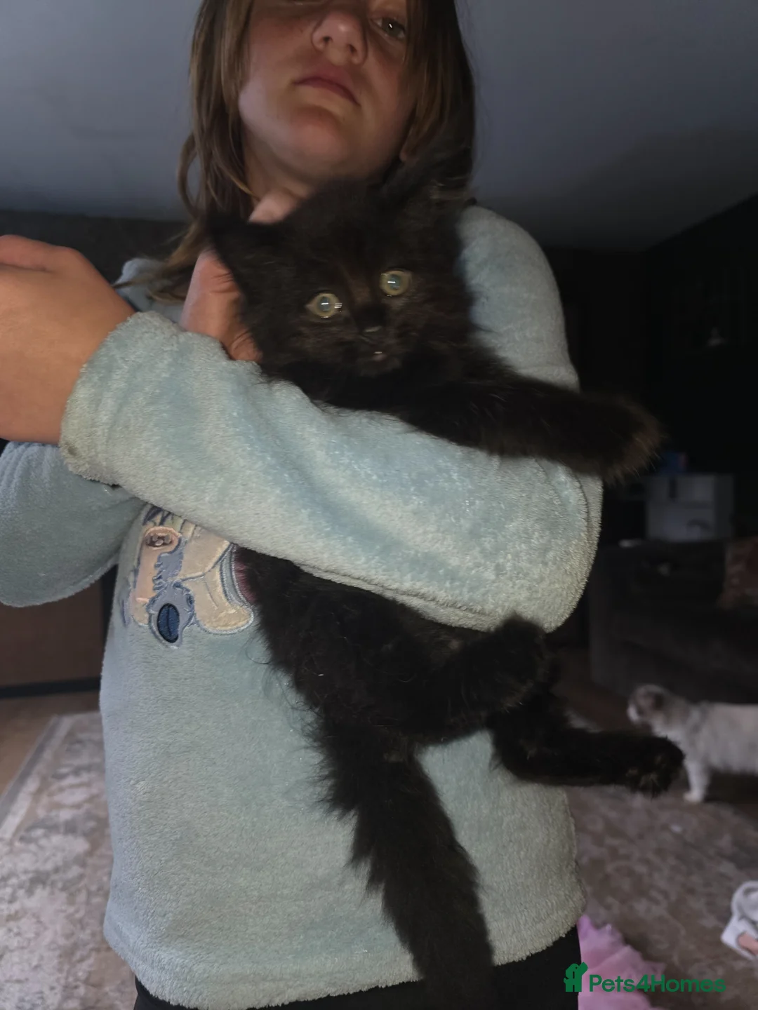Maine Coon cats for sale: Poly male Maine×ragdoll - Advert 2