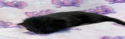 Mixed Breed cats for sale: Stunning Kittens for Sale  - Advert 13