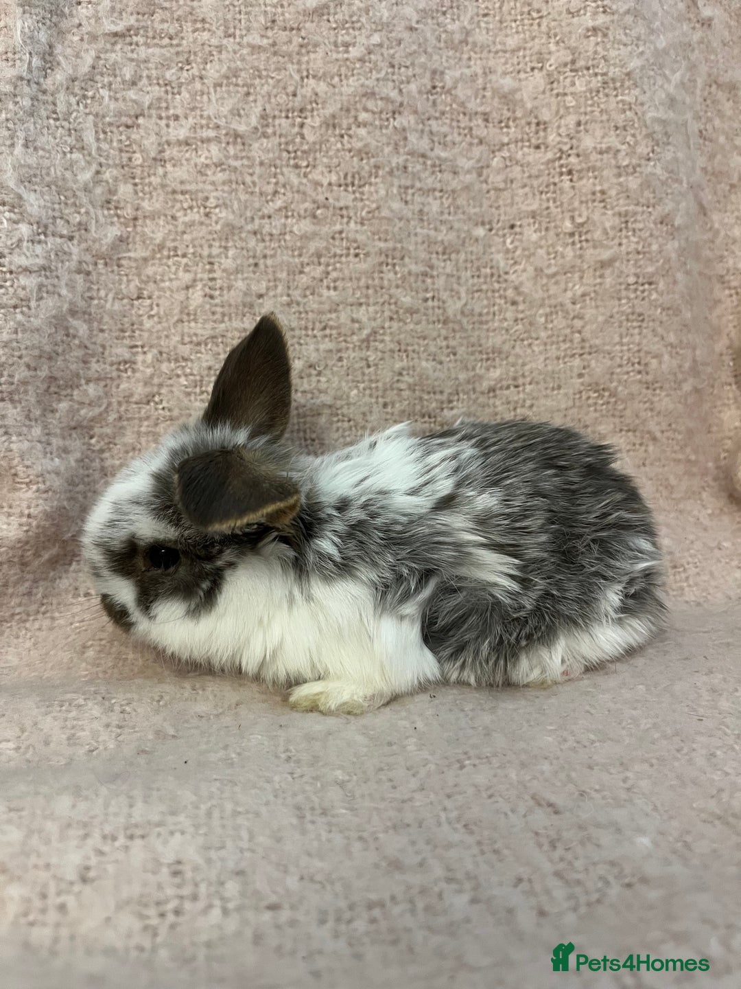 Mini Lop rabbits for sale: Gorgeous mini lops  - Advert 11
