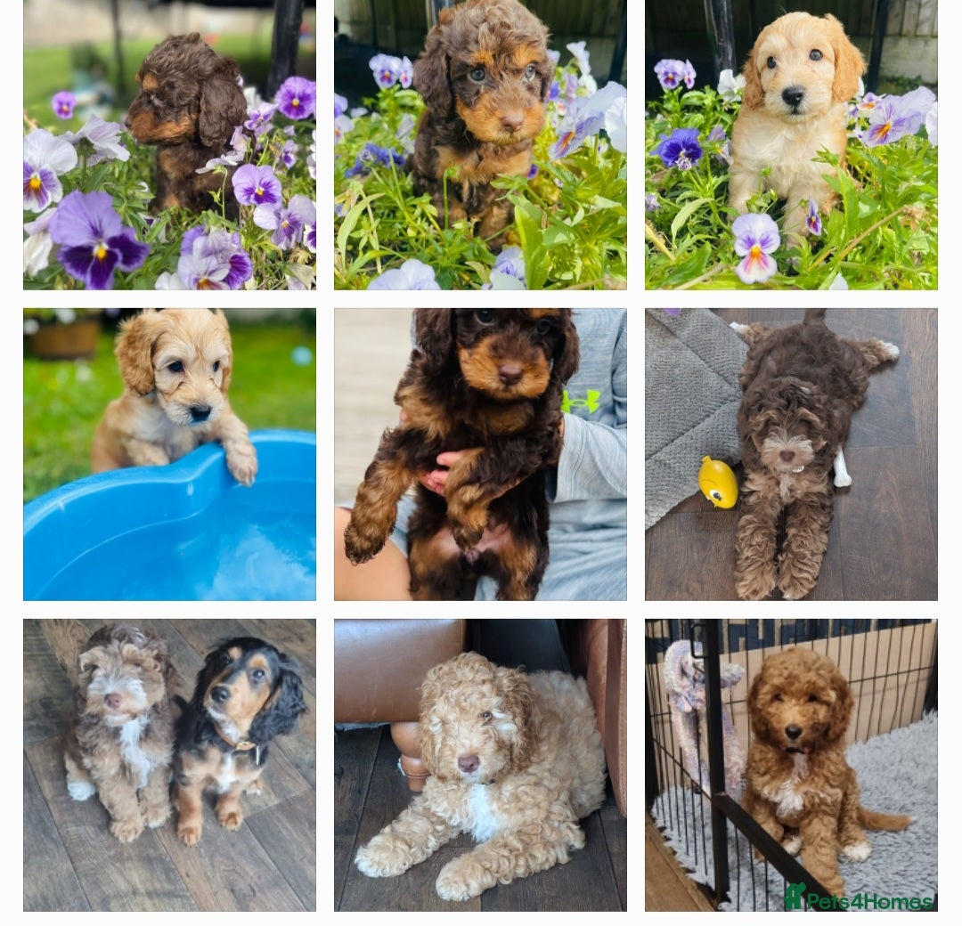 Cockapoo dogs for stud: F1 cocapoo for stud well Proven DNA clear in Bromley - Image 22