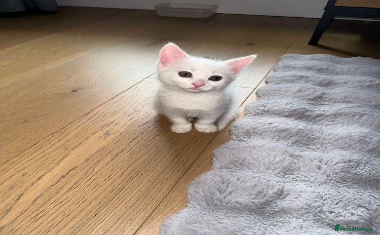 European cats - Advert 1