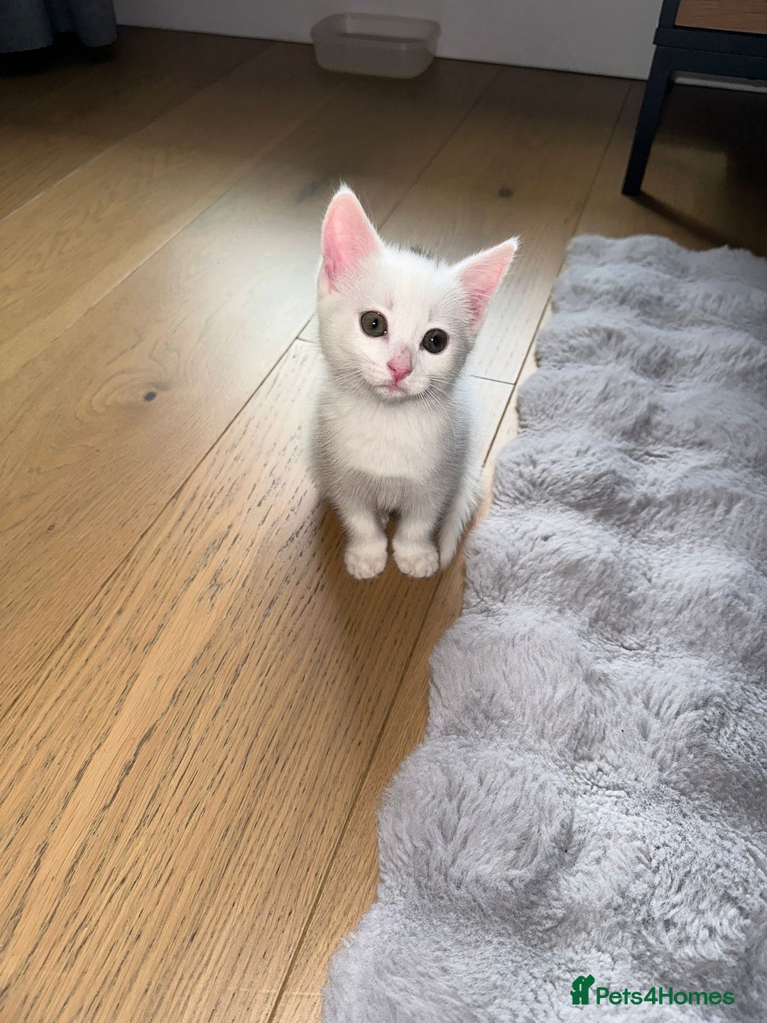 European cats for sale: 8-Week-Old Kitten Looking for a New Home 🐾 - Image 1