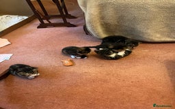 British Shorthair cats for sale: Kittens for sale - Image 3