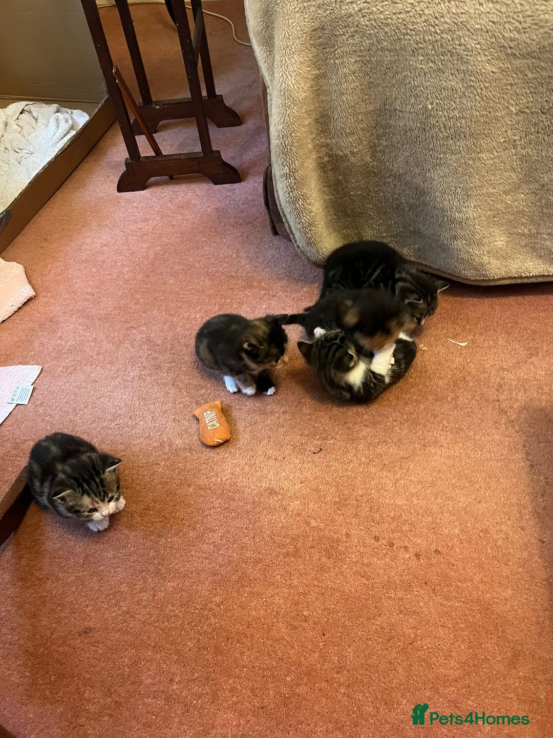 British Shorthair cats for sale: Kittens for sale - Image 3