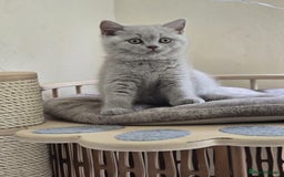 British Shorthair cats for sale: Lilac British shorthair girl  - Image 2