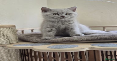 British Shorthair cats - Advert 14