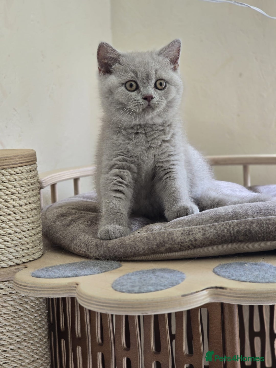 British Shorthair cats for sale: Lilac British shorthair girl  - Image 2