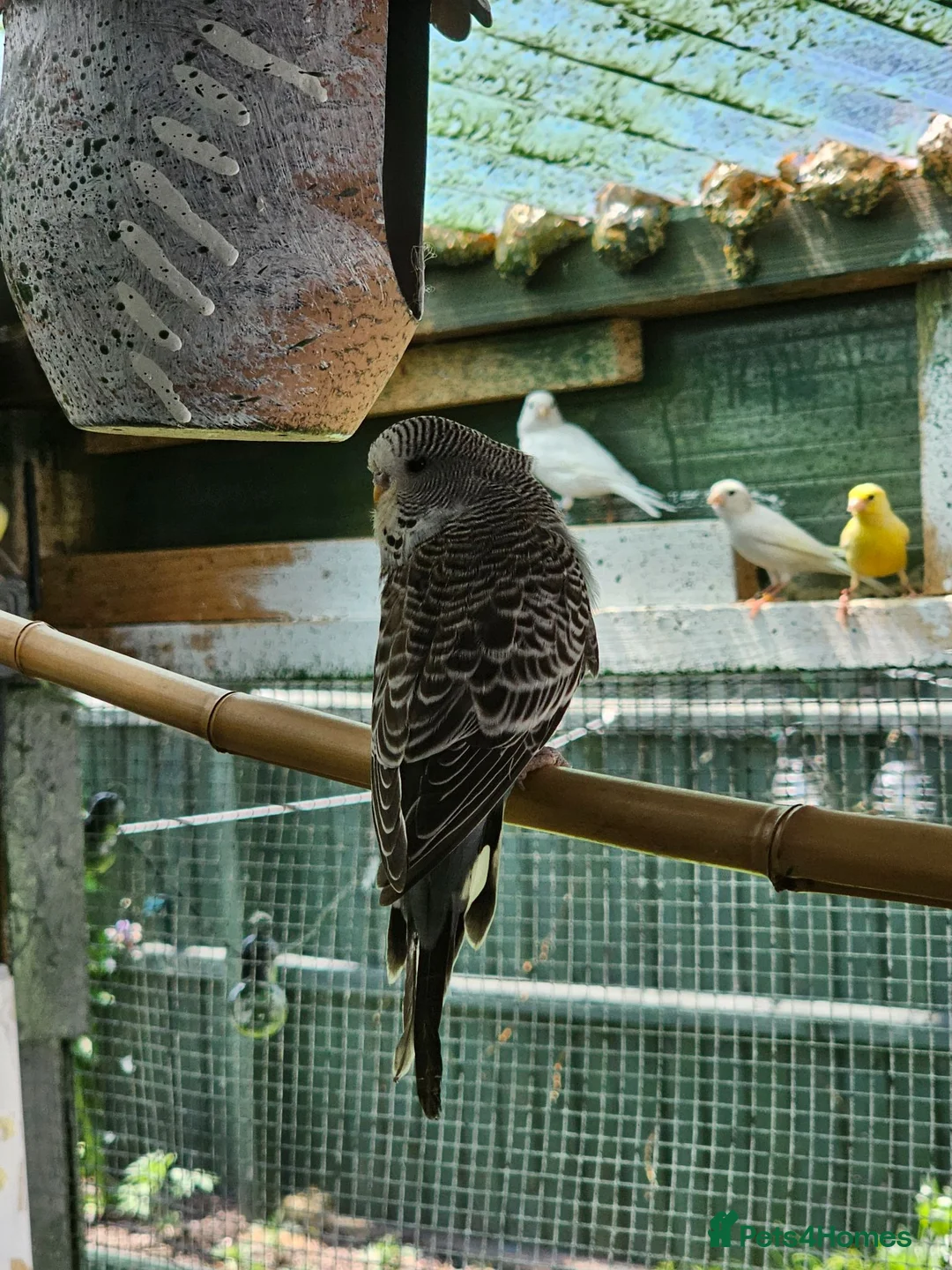 Budgerigars birds for sale: Budgies  in Leicester - Advert 1