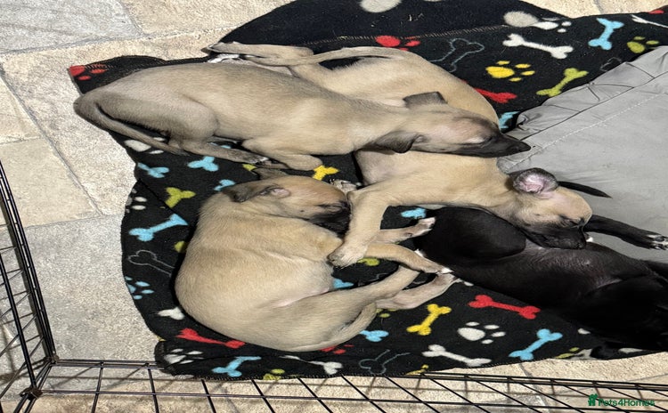 Whippet dogs - Advert 1