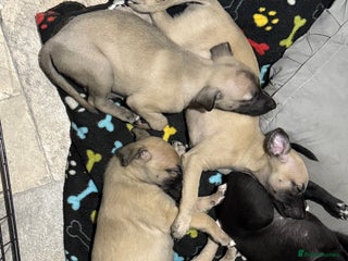 Whippet dogs - Advert 2