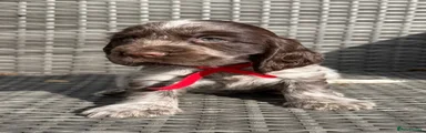 Red Collar