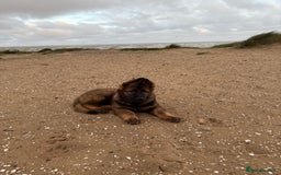 German Shepherd dogs for sale: 15 week old working line German Sheppard  - Image 7
