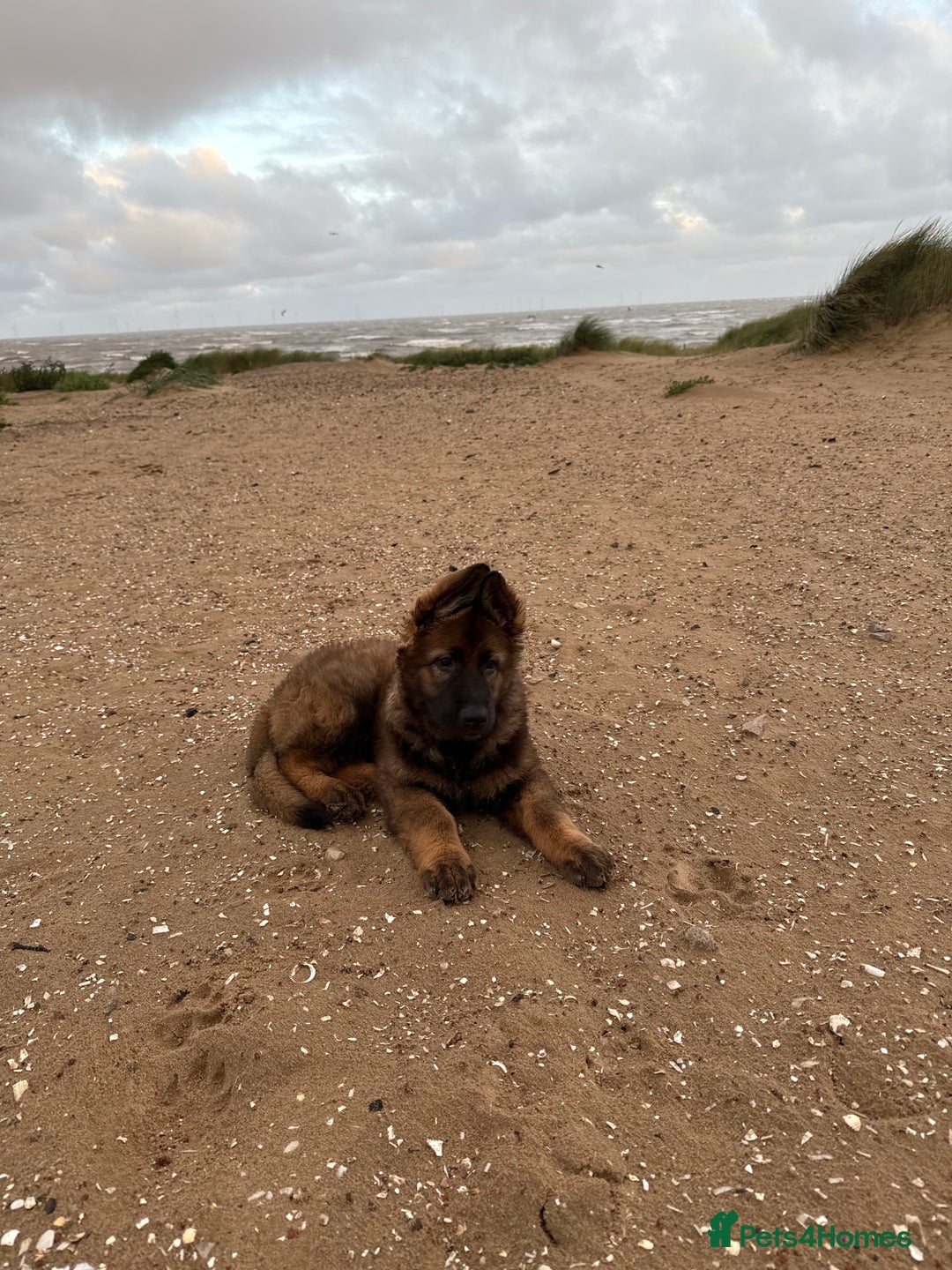 German Shepherd dogs for sale: 15 week old working line German Sheppard  - Image 7