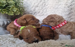 Cavapoo dogs for sale: Health tested stunning cavapoos - Advert 1