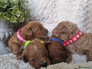 Cavapoo dogs for sale: Health tested stunning cavapoos - Advert 1