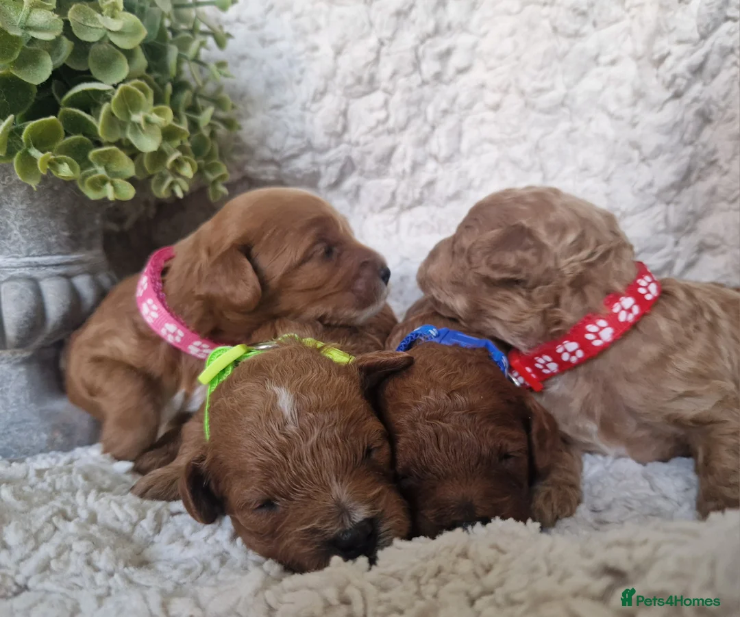 Cavapoo dogs for sale:  1 boy remaining. Health tested stunning cavapoos - Advert 4