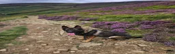 German Shepherd dogs for sale: Kc reg working line German shepherd pups in Barnsley - Advert 29
