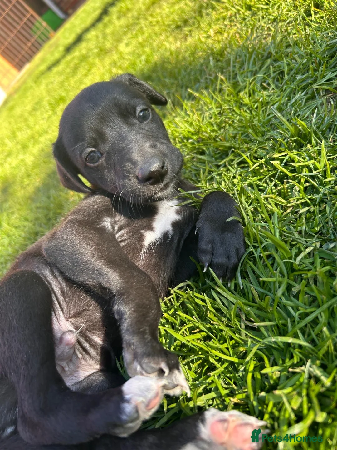 Whippet dogs for sale: 6th Generation Pedigree Whippets - Advert 2