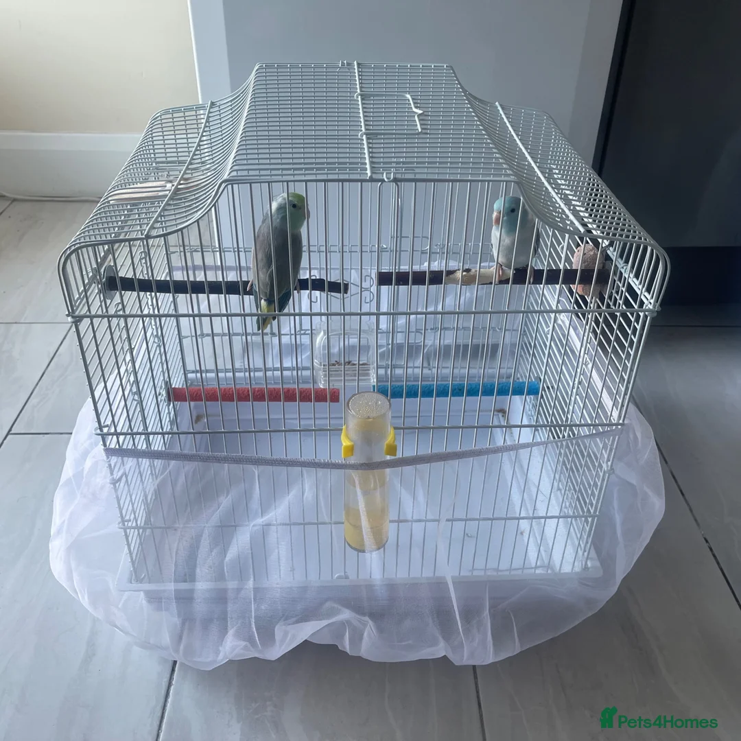 Parrots birds for sale: 2 Male Parrotlets for Sale – £380 in Hayes - Advert 19