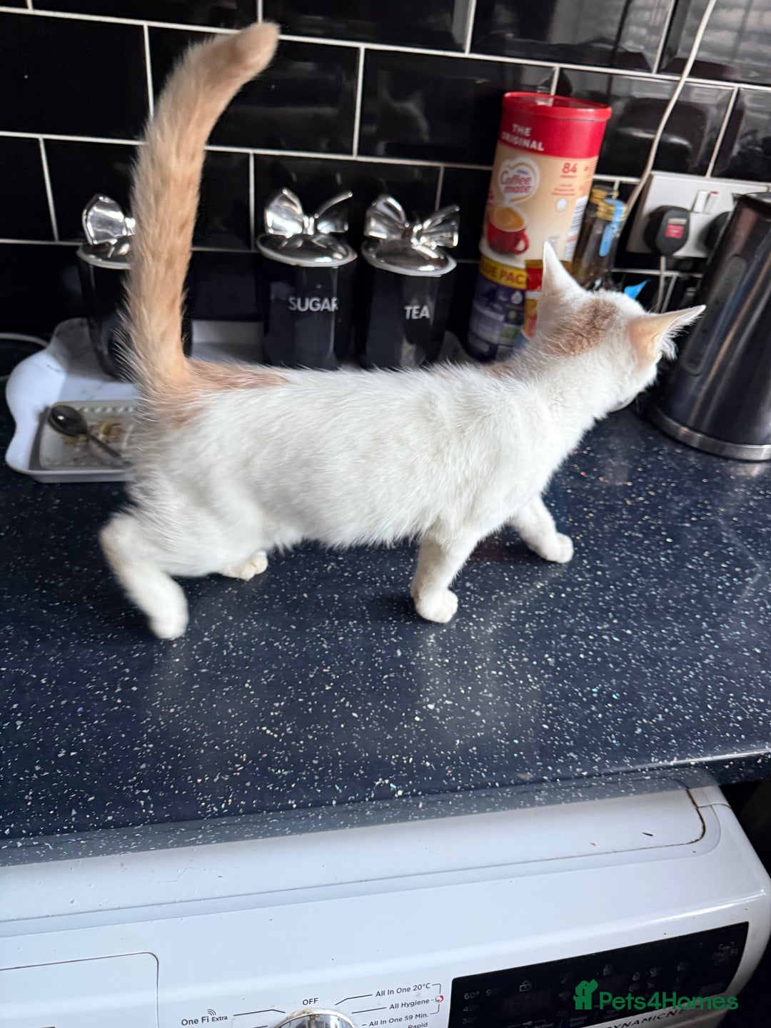 Mixed Breed cats for sale: STUNNNIING RED AND WHITE KITTEN - Advert 6