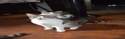 Mixed Breed cats for sale: 6 kittens desperately looking for a forever home - Advert 13