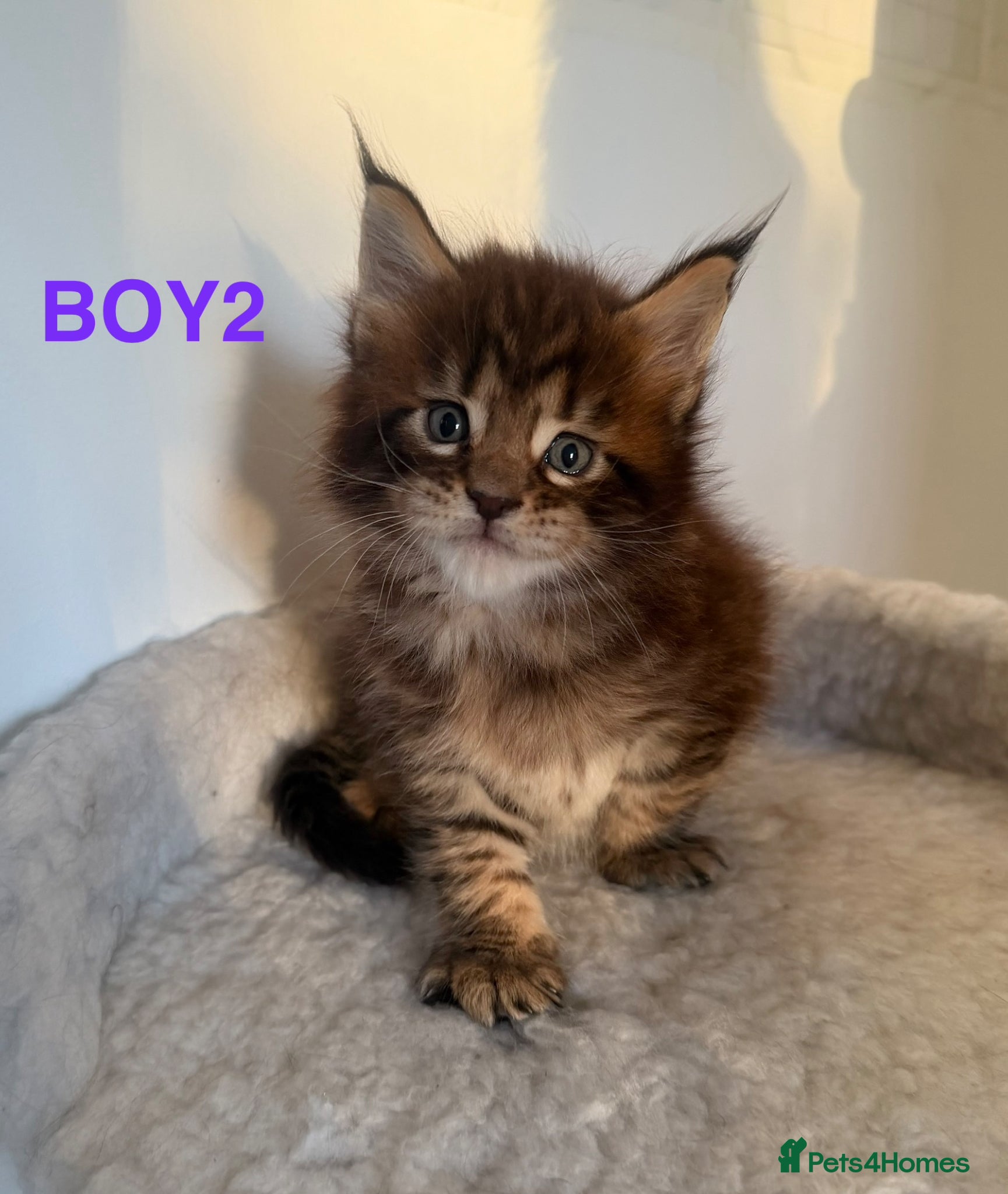 Maine Coon cats CHAMPION LINE MAINE COON KITTENS  - Advert 9