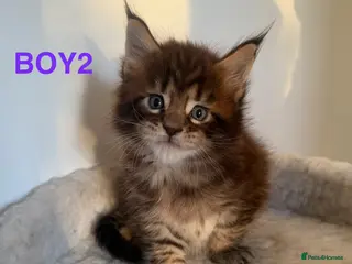 Maine Coon cats CHAMPION LINE MAINE COON KITTENS - Advert 3