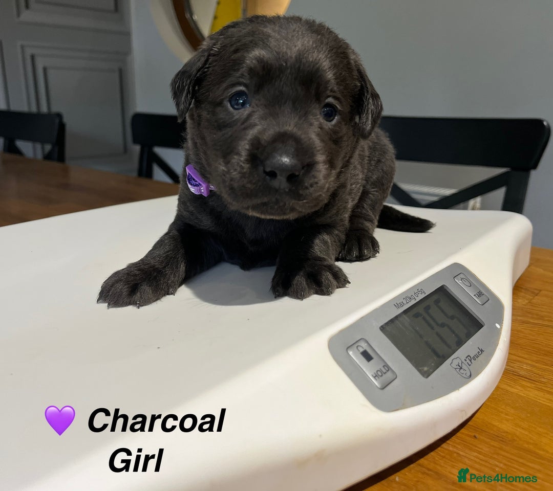 Labrador Retriever dogs for sale: Stunning litter of Silver & Charcoal Lab pups  - Image 16