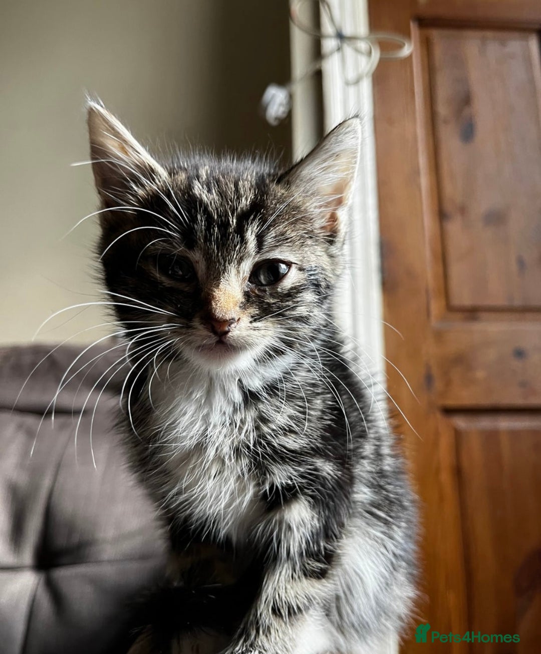 Domestic Shorthair cats for sale: Beautiful kittens for sale £50 each - Image 8