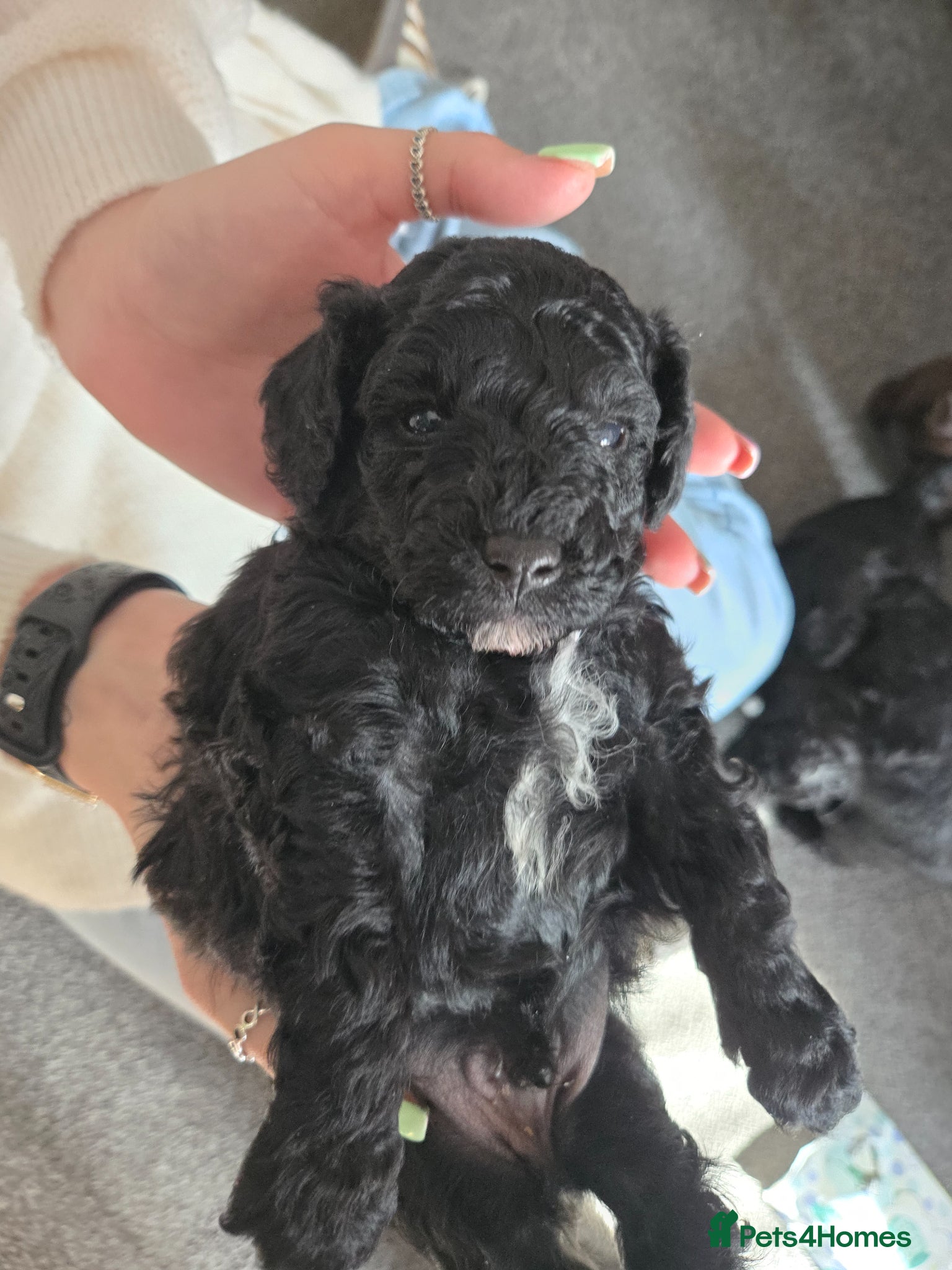 Toy Poodle dogs * 2 Black/white toy poodle little boys  - Advert 2