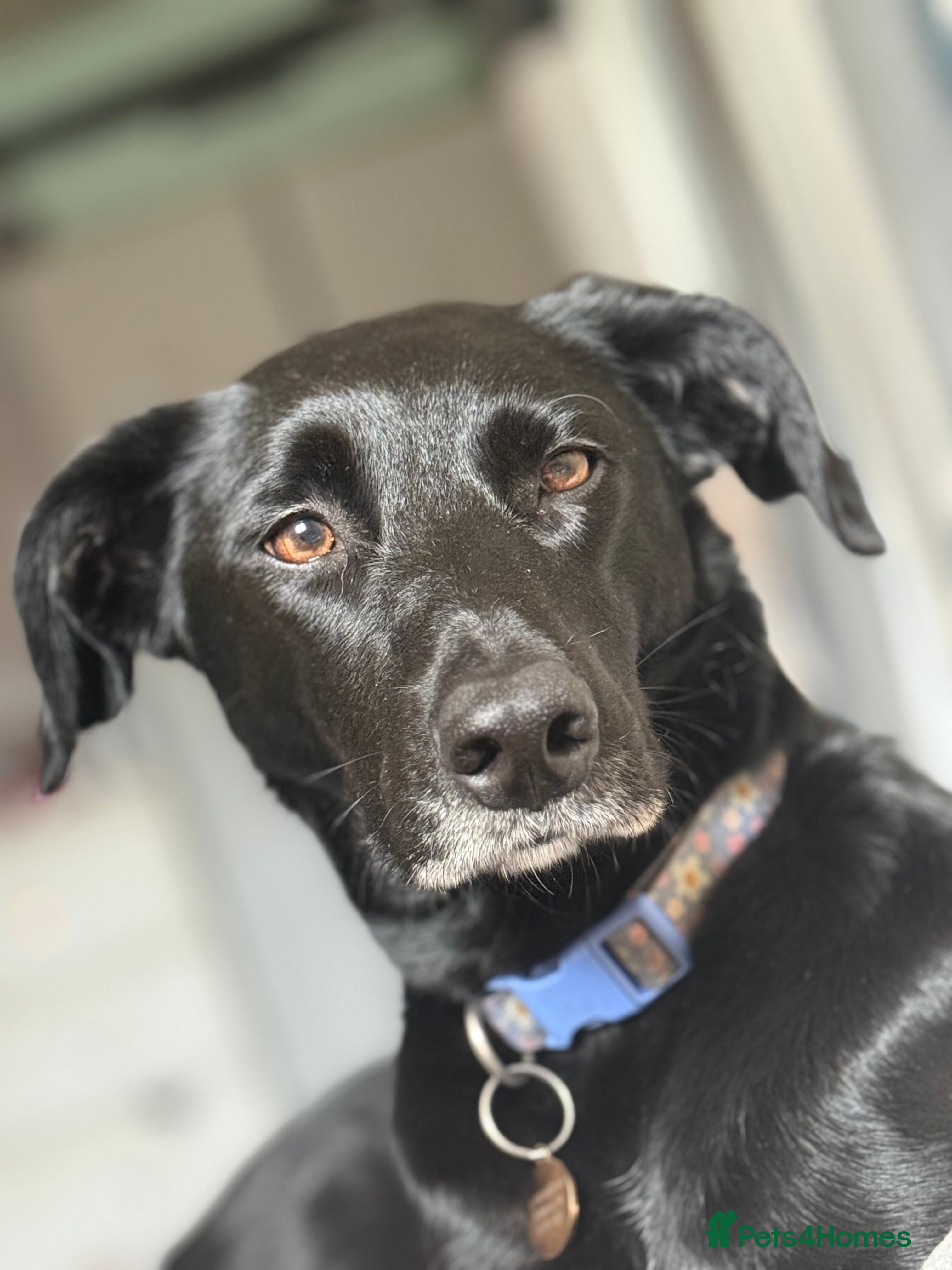 Mixed Breed dogs Tilly  - Advert 1