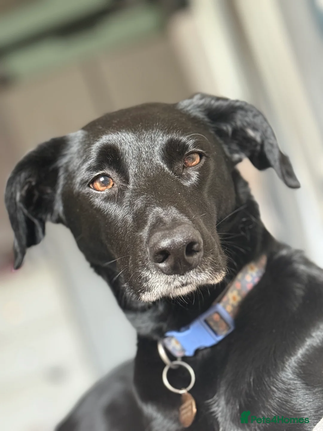 Mixed Breed dogs for sale: Tilly  - Advert 1