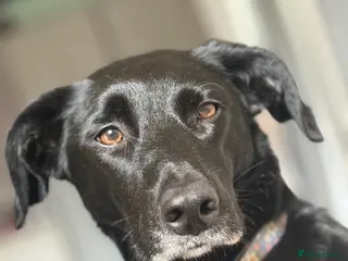 Mixed Breed dogs Tilly - Advert 14