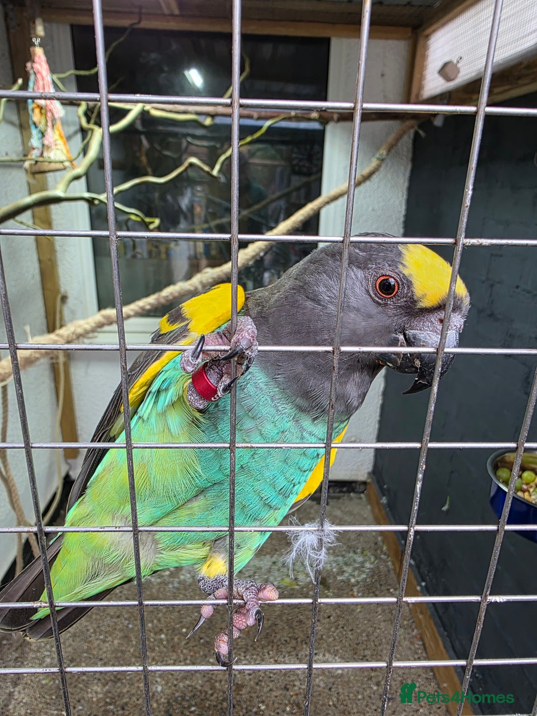 Parrots birds for sale: Meyers Cock Bird CR DNA - Advert 3