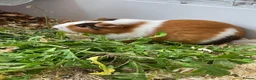 Guinea Pig rodents for sale: Guinea pig pairs. in Slough - Advert 7