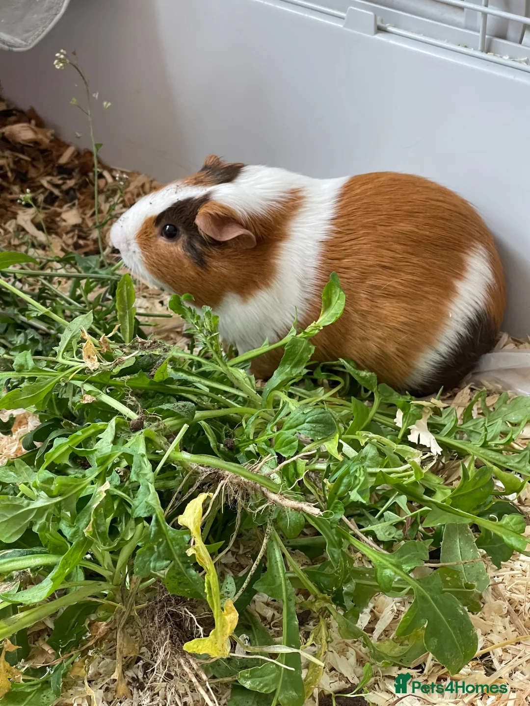 Guinea Pig rodents for sale: Guinea pig pairs. in Slough - Advert 7