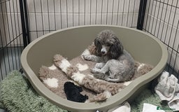Toy Poodle dogs for sale: Female toy poodle silver  - Image 1