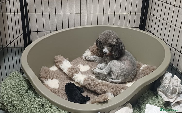 Toy Poodle dogs - Advert 16