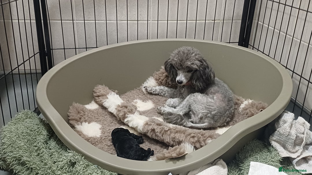 Toy Poodle dogs for sale: Female toy poodle silver  - Image 1