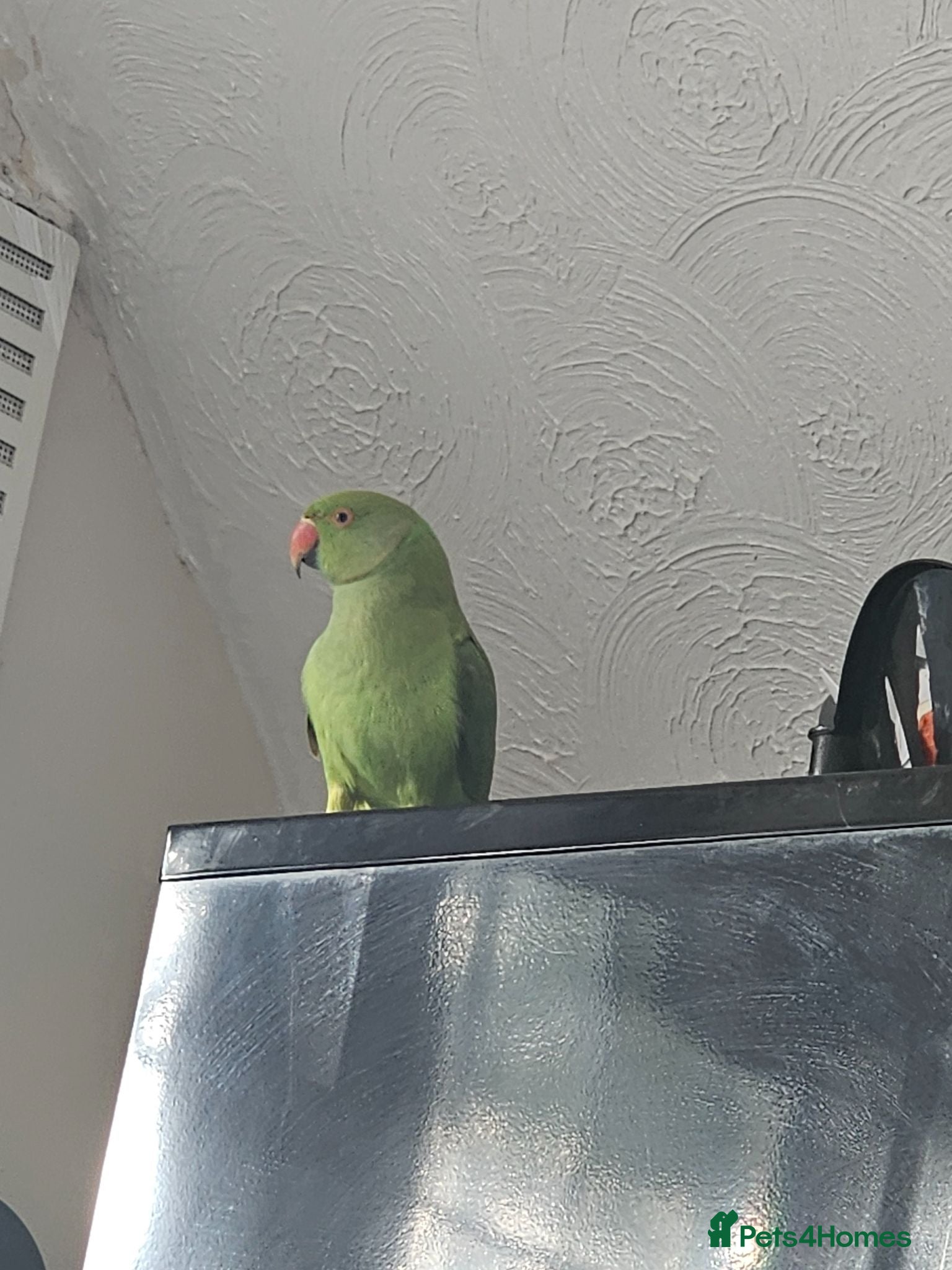 Ringnecks birds Rehome Indian Ringneck Parrot - Advert 2
