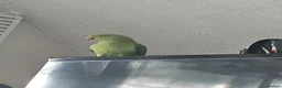 Ringnecks birds for sale: Rehome Indian Ringneck Parrot in Farnborough - Advert 1